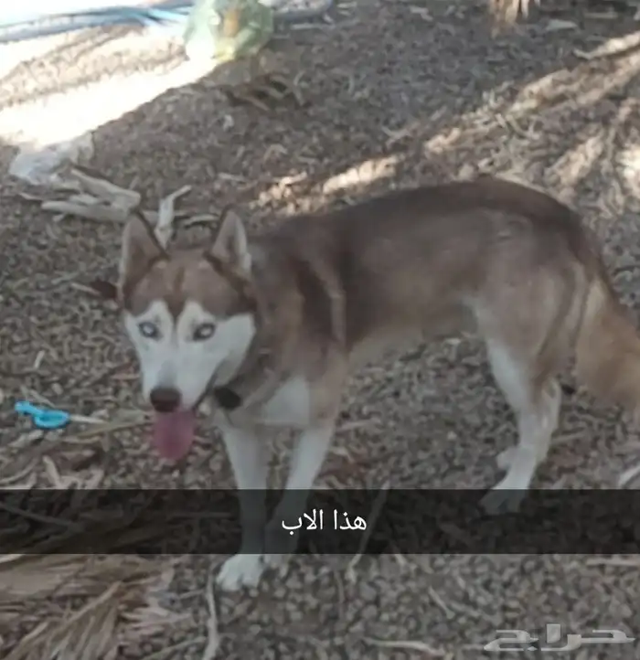 هاسكيه معها ست جراوه 0