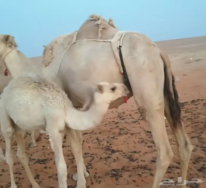 2 حيران على حليب للبيع 0
