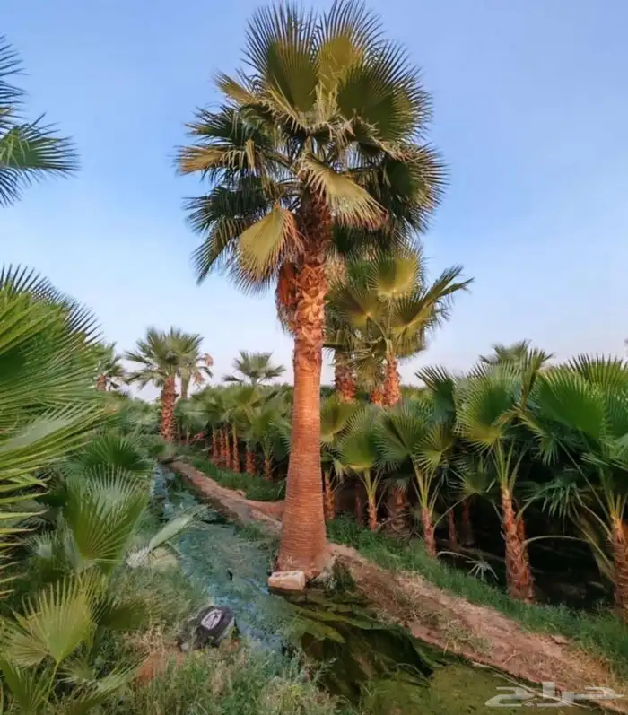 نخل واشنطني زينه واشنطن 2