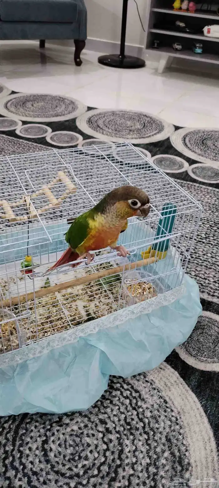 للبيع. كنيور اليف 2