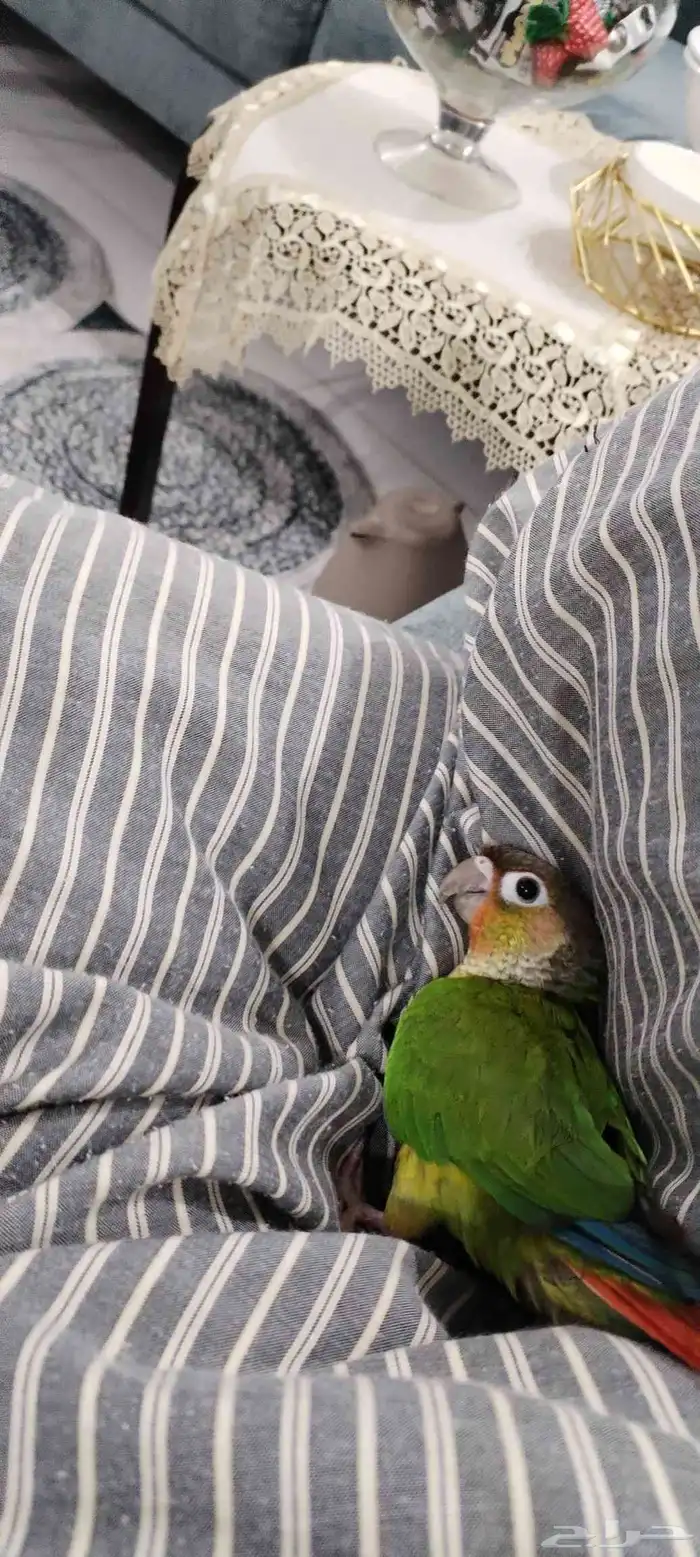 للبيع. كنيور اليف 5