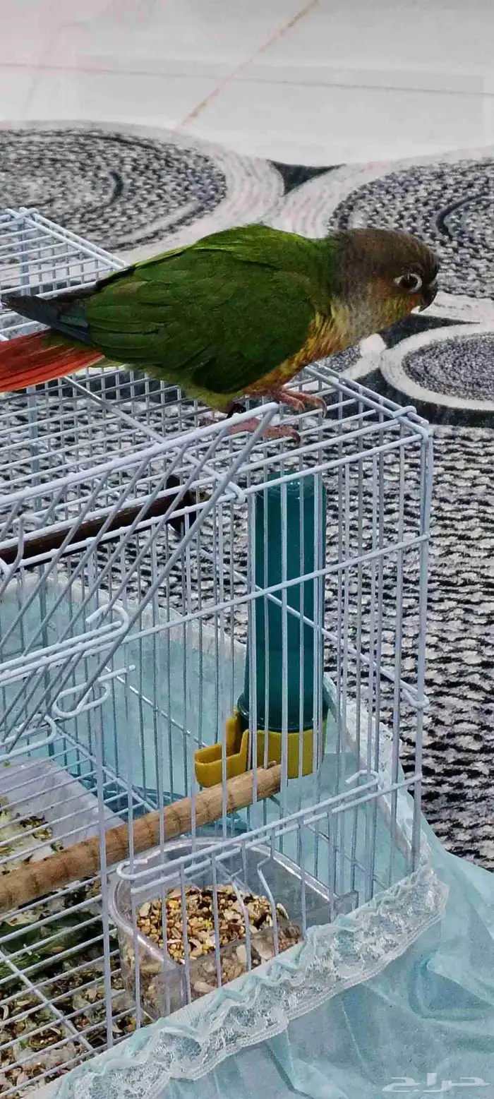 للبيع. كنيور اليف 0