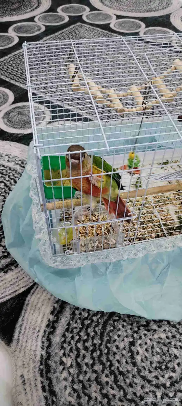 للبيع. كنيور اليف 4