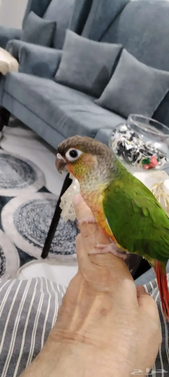 للبيع. كنيور اليف 3