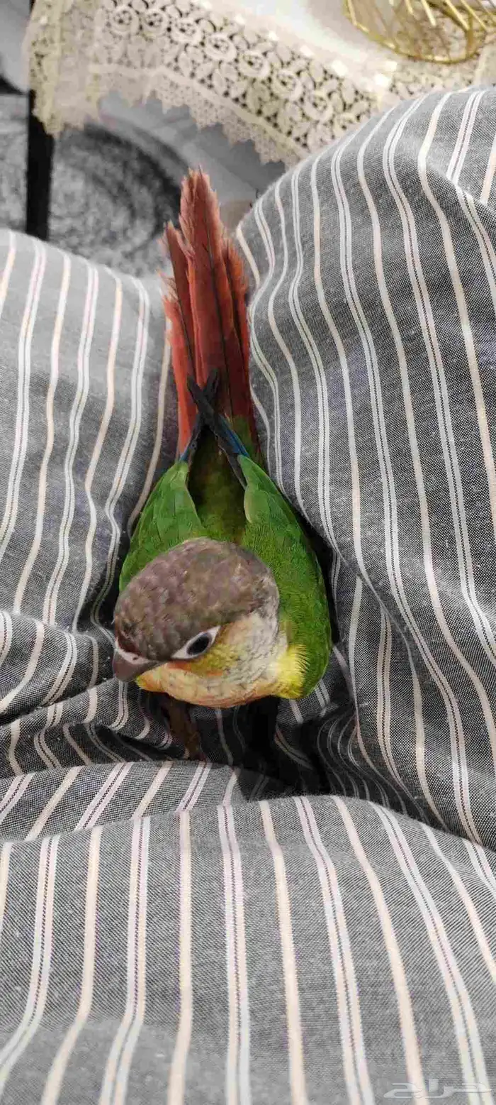 للبيع. كنيور اليف 6