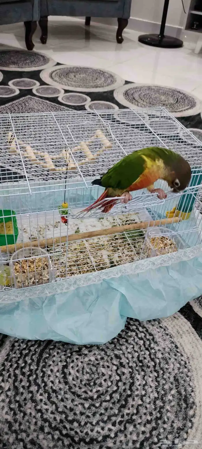 للبيع. كنيور اليف 1