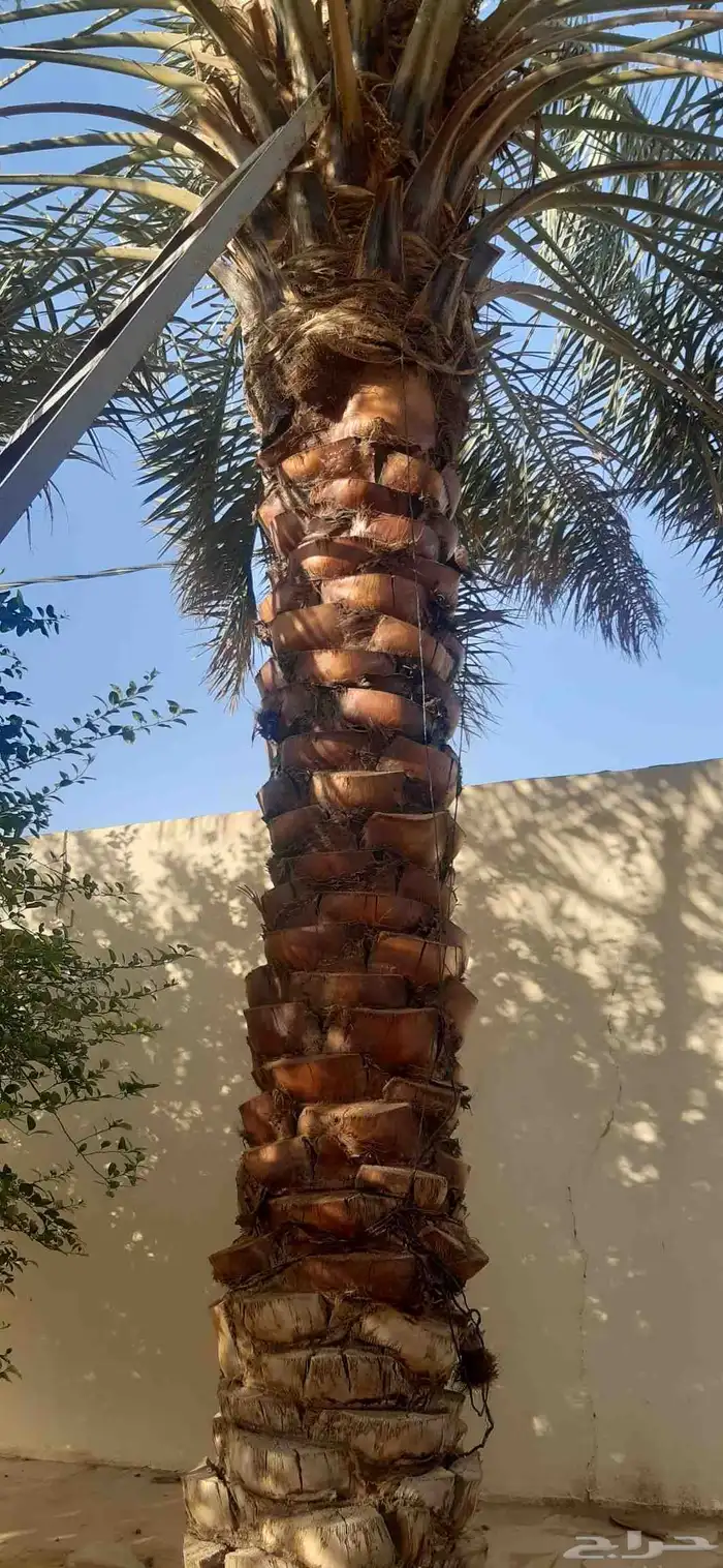 نخل جميع الانواع اخلاص صقعي هلالي منيفي 1