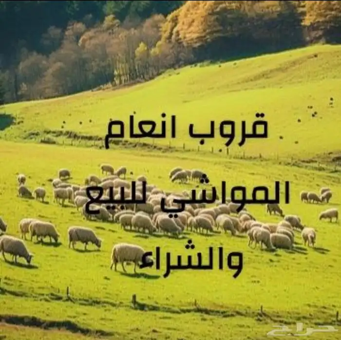 الي يبغاء حلال بيع وشراء ضان او ماعز 1