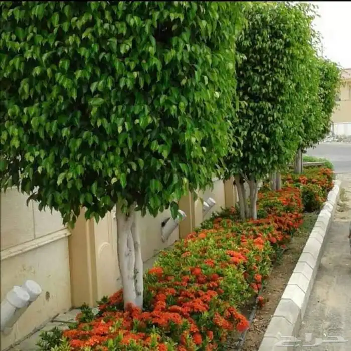 تنسيق حدائق 18