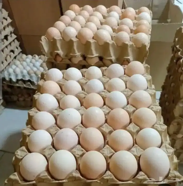 بيض مخصب لاحم من انتاجنا على الشرط 3