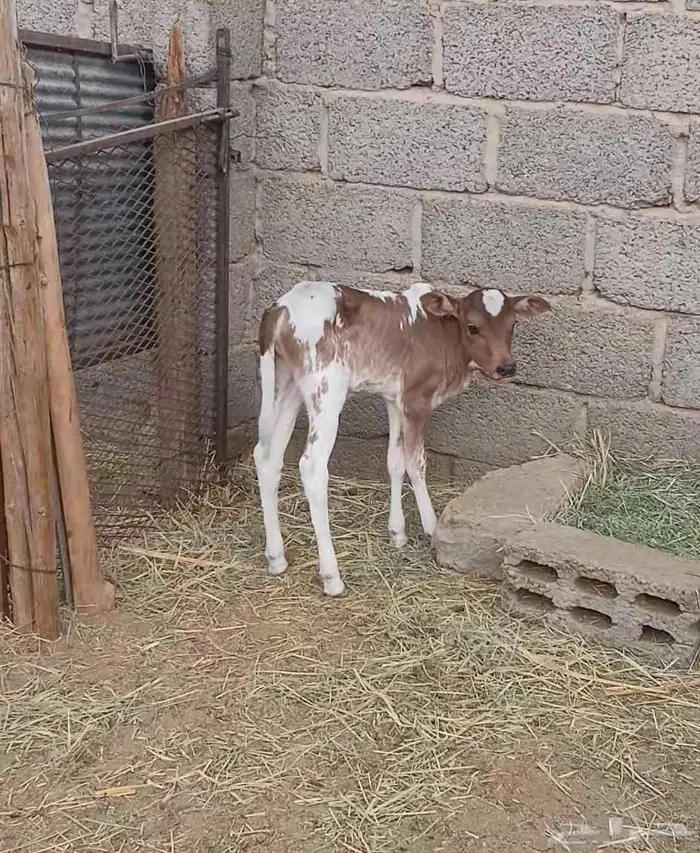 بقر للبيع 3