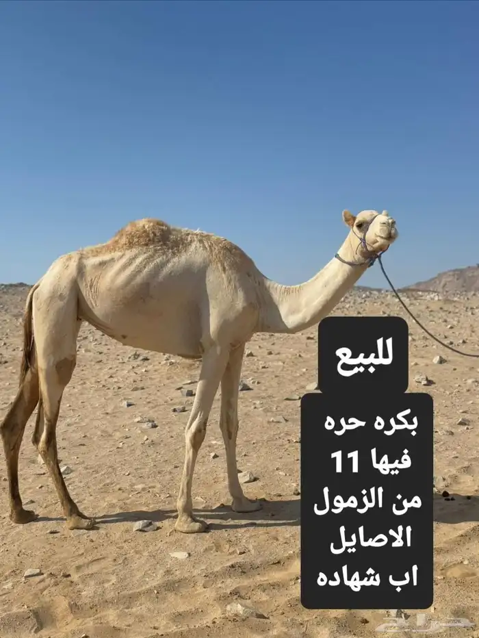 للبيع بكره حره فيها عدد 11 من الزمول الاصايل 0
