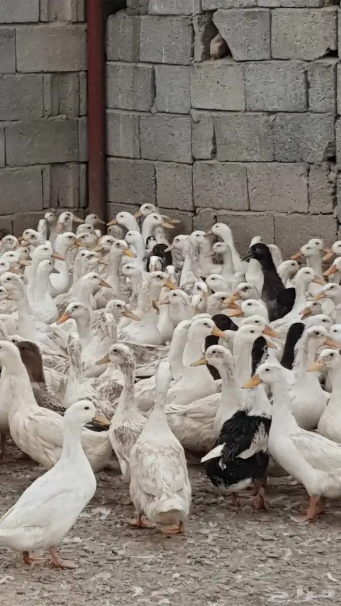 بط بكيني للبيع 4
