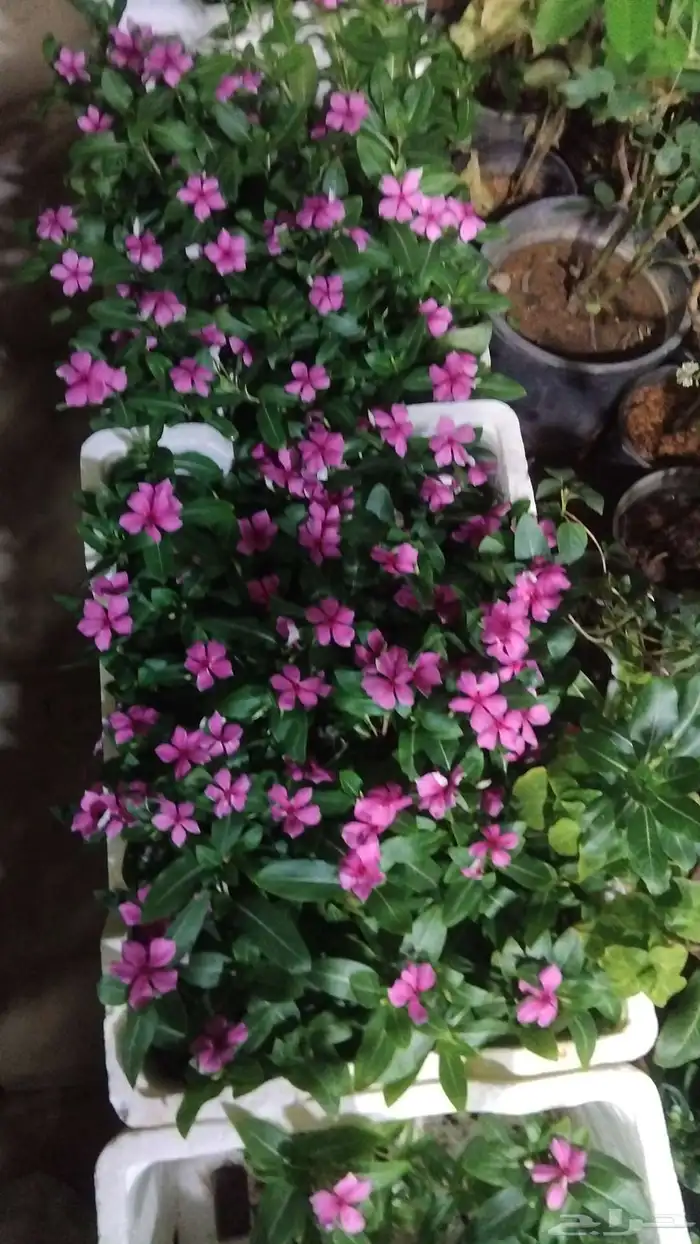 مشتل تنسيق الحديقه 5