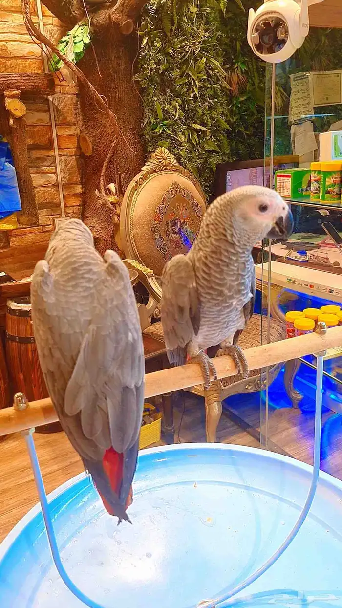 فروخ كاسكو كونغو 38