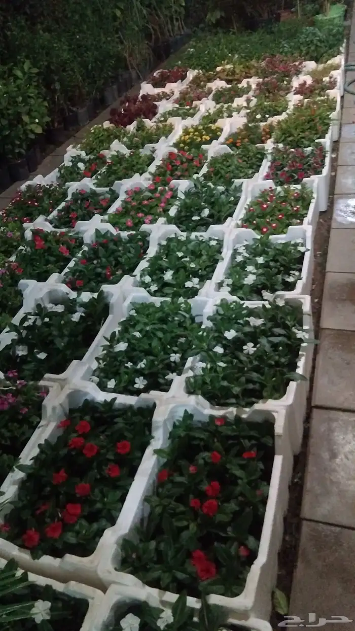 مشتل تنسيق الحديقه 4