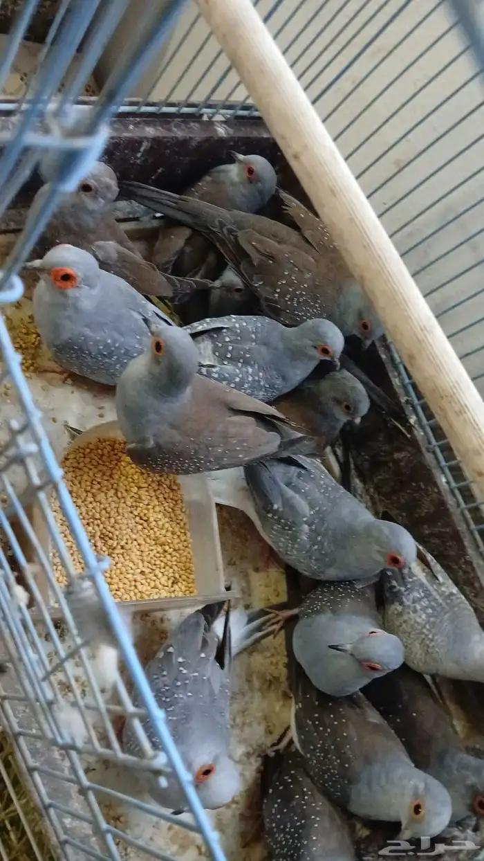 للبيع يمام إنتاج حضيره منتجين 7 أزواج 1