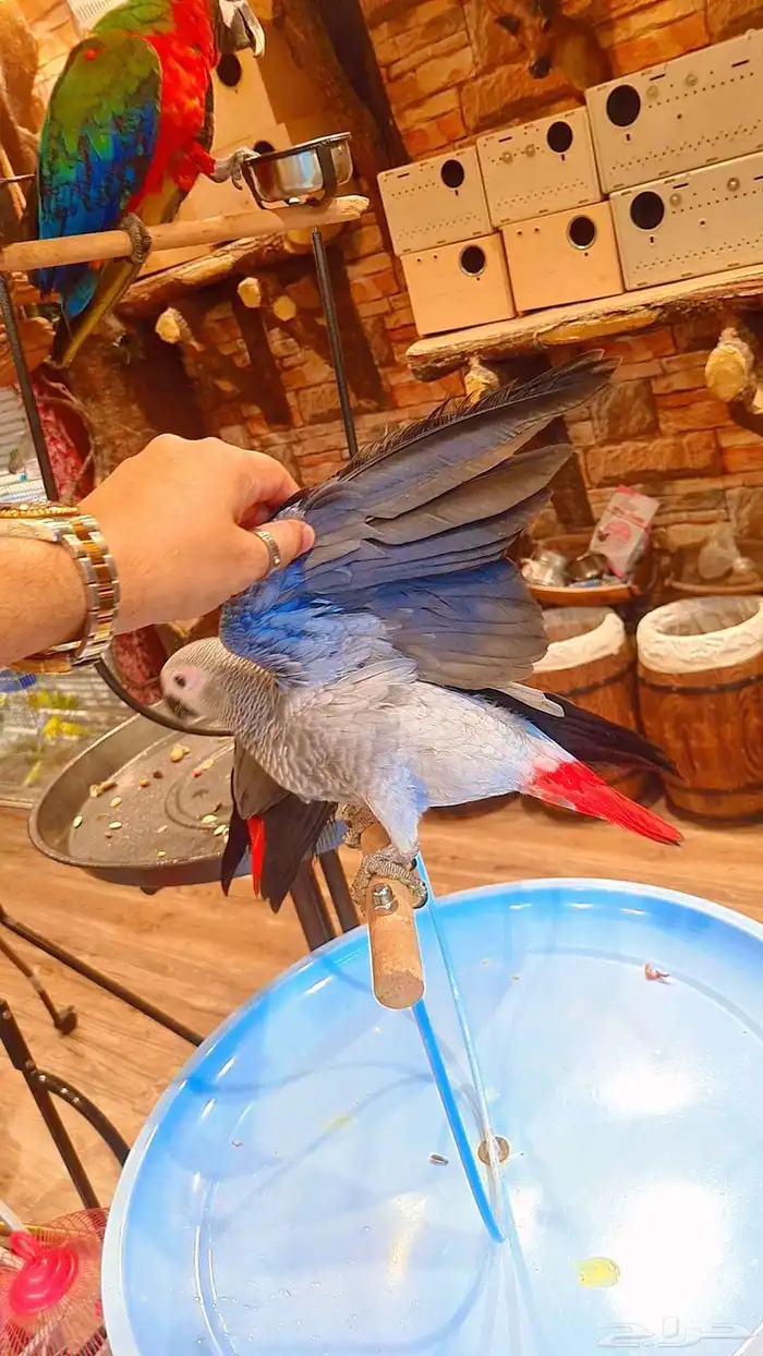 فروخ كاسكو كونغو 6