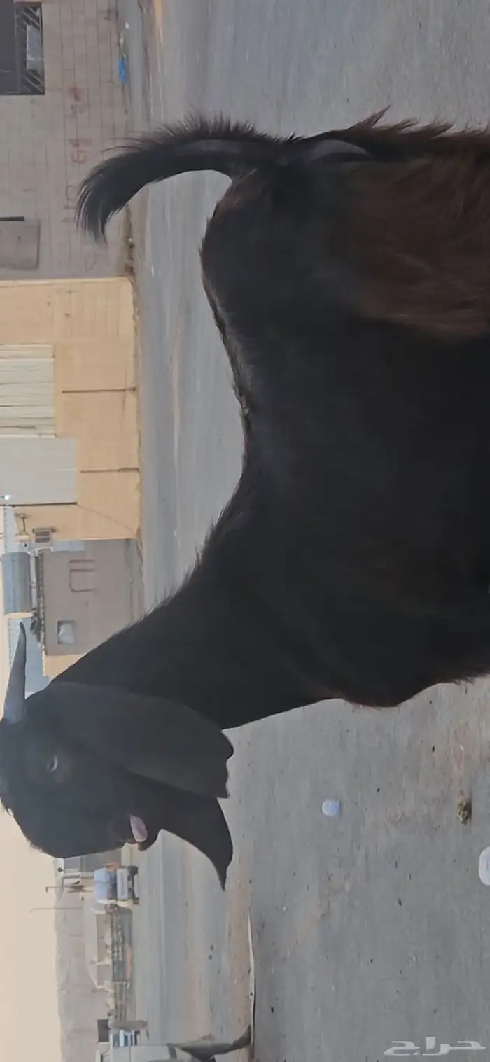 الفحل القادم جذع قبرصي فاخر من الآخر 3