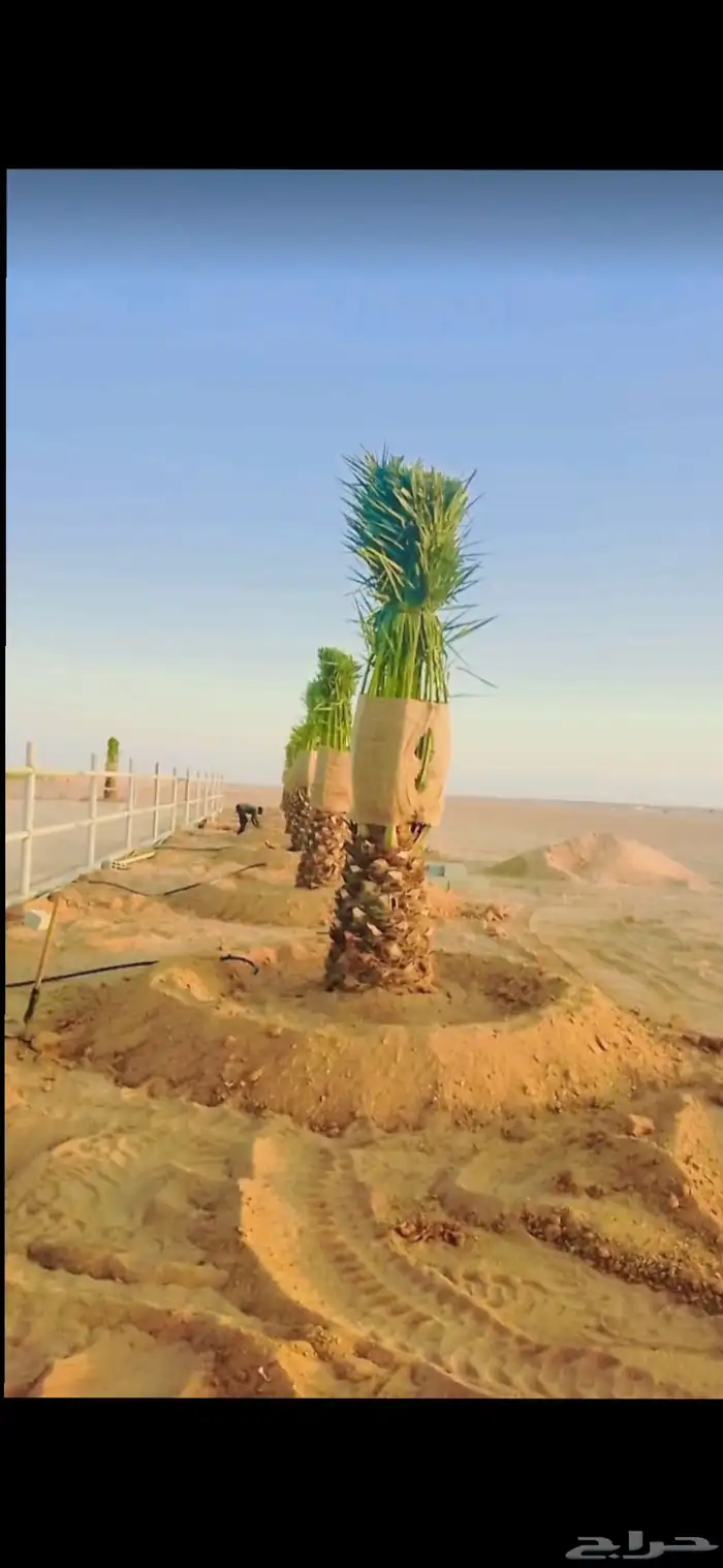 نخل للبيع جميع انواع النخيل 9