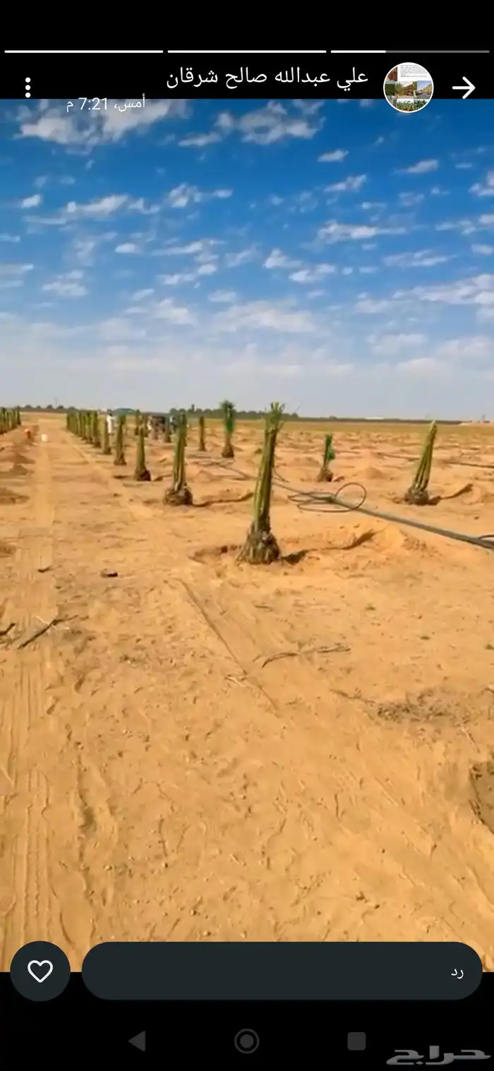 نخل للبيع جميع انواع النخيل 4