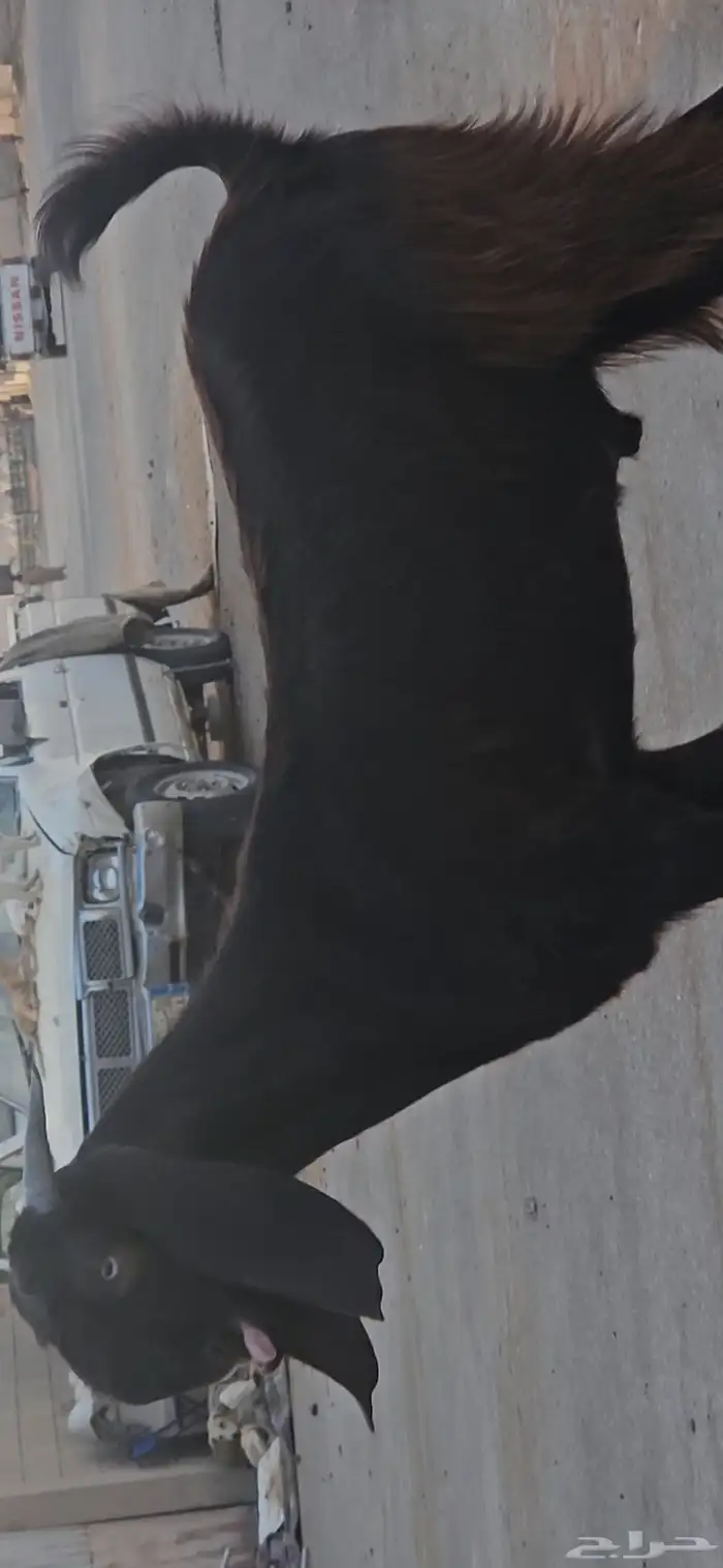 الفحل القادم جذع قبرصي فاخر من الآخر 0