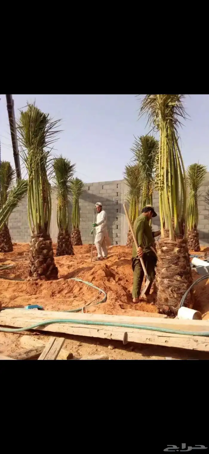 نخل للبيع جميع انواع النخيل 8