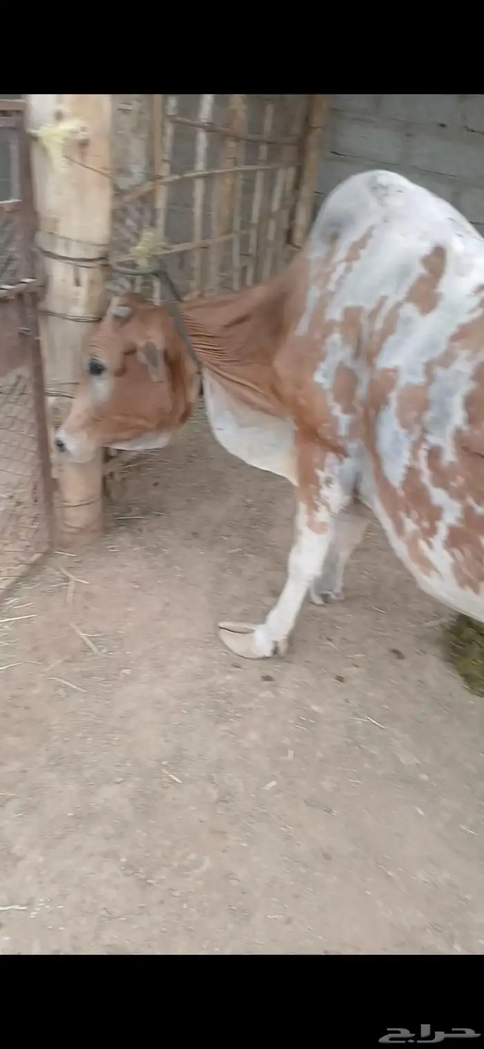 بقر للبيع 1