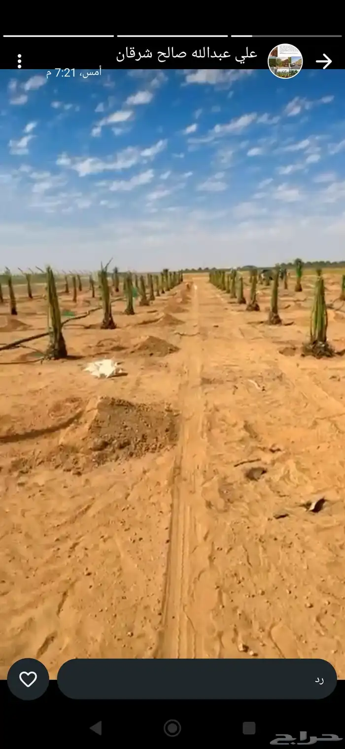 نخل للبيع جميع انواع النخيل 5