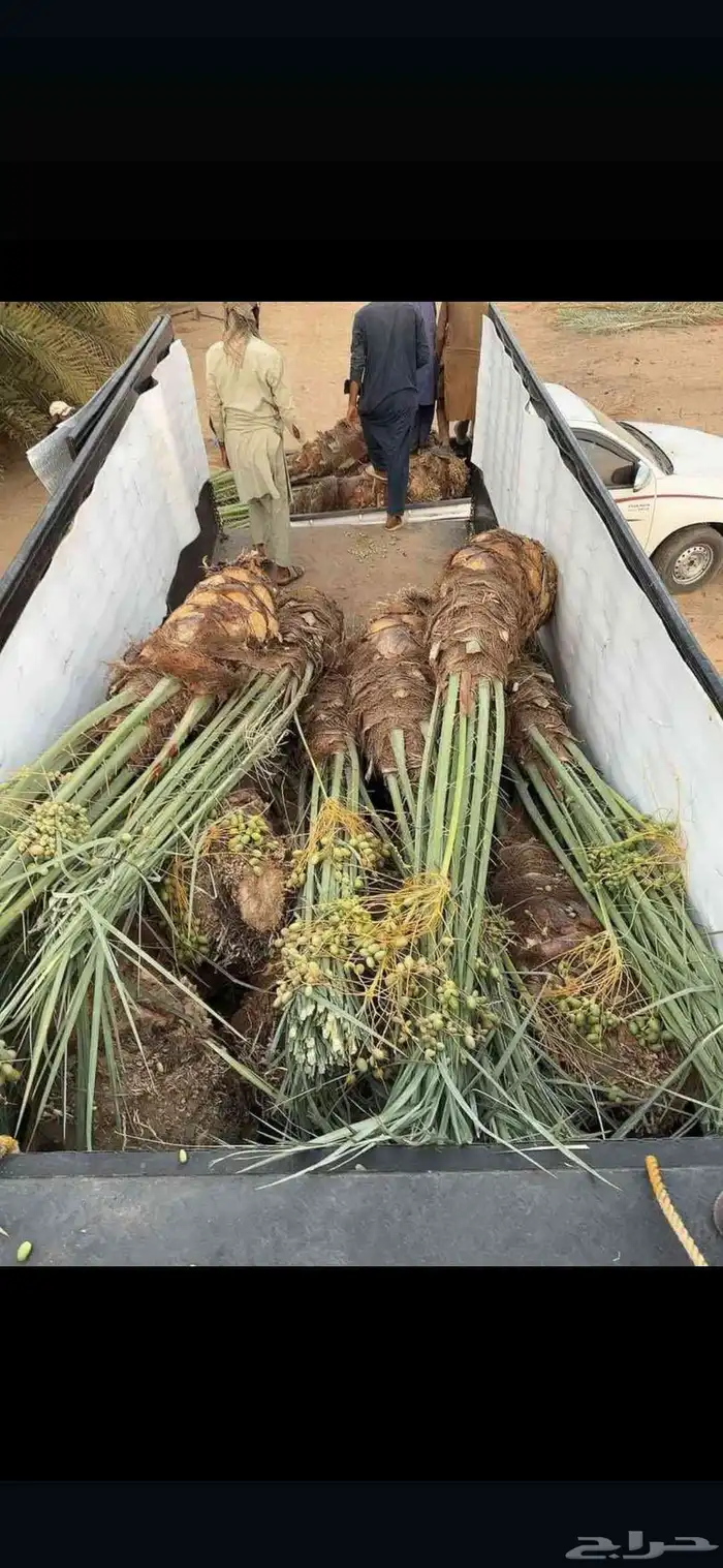 نخل للبيع جميع انواع النخيل 0