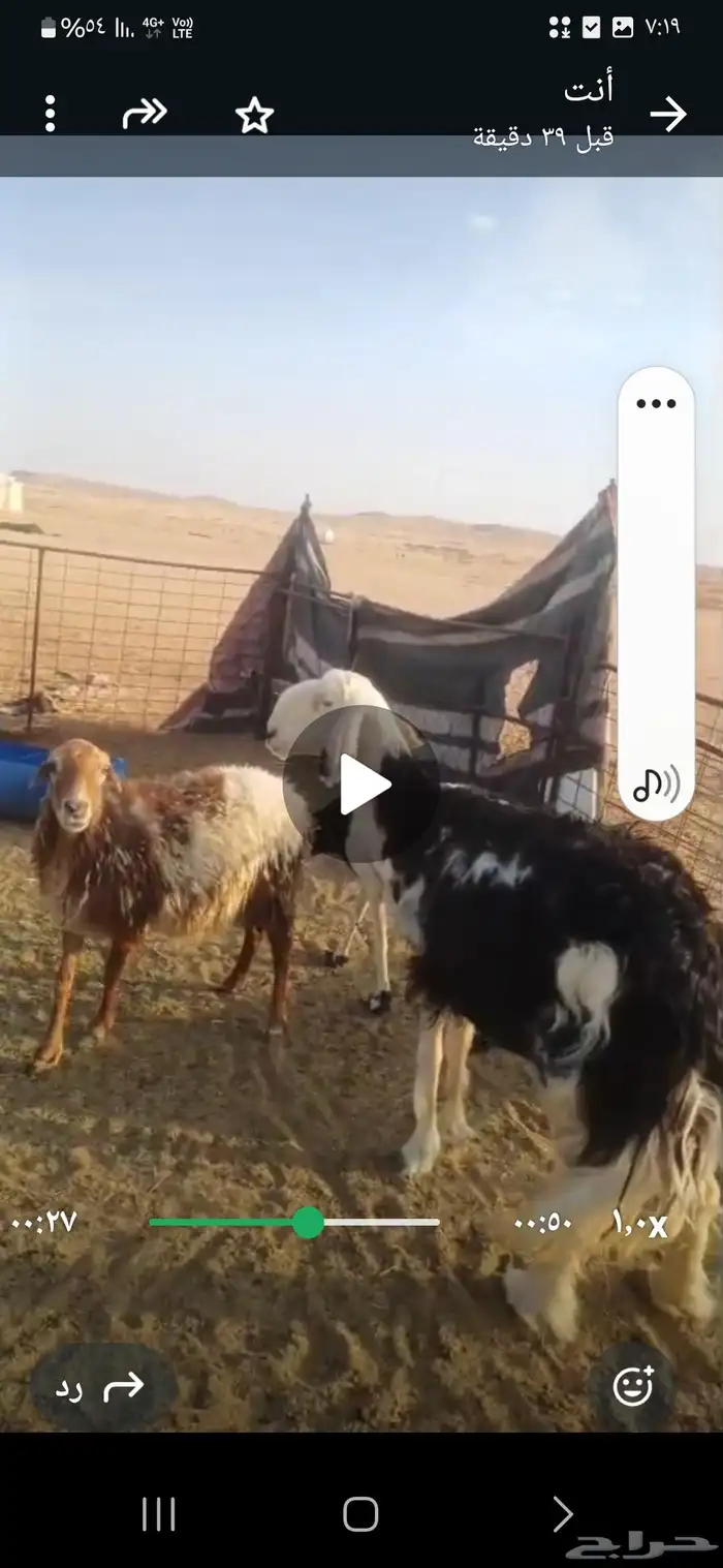 شاه نجديه تامه 1