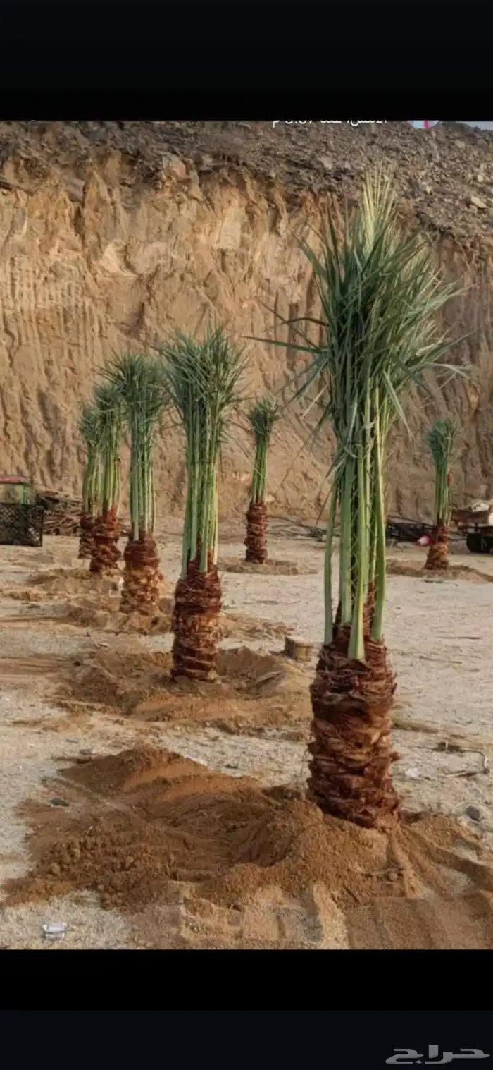 نخل للبيع جميع انواع النخيل 2