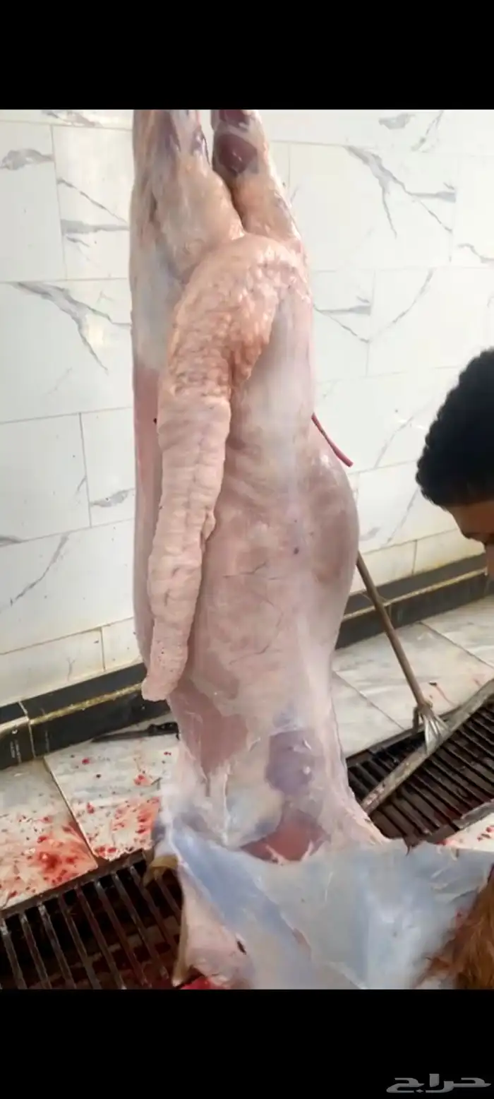 ذبايح ثلاجات وضيوف شامل تقطيع وتوصيل 3