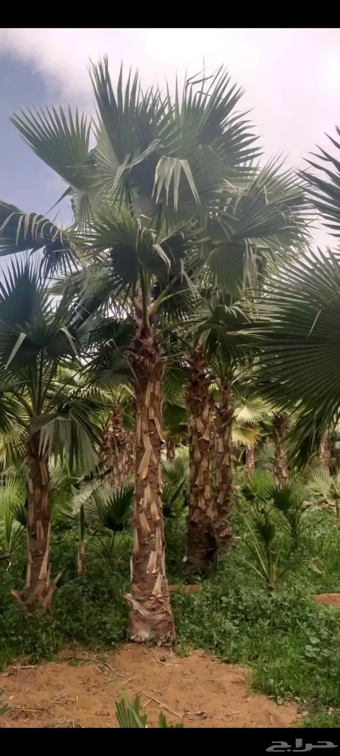 نخل واشنطني زينه واشنطن 4