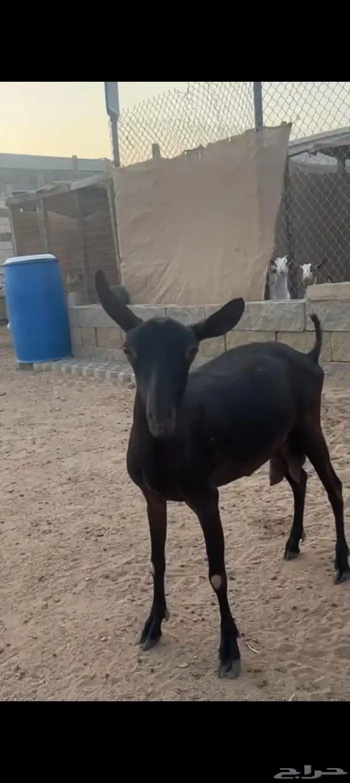عنز وفحل ميرسياانو للي يدور حليب 1