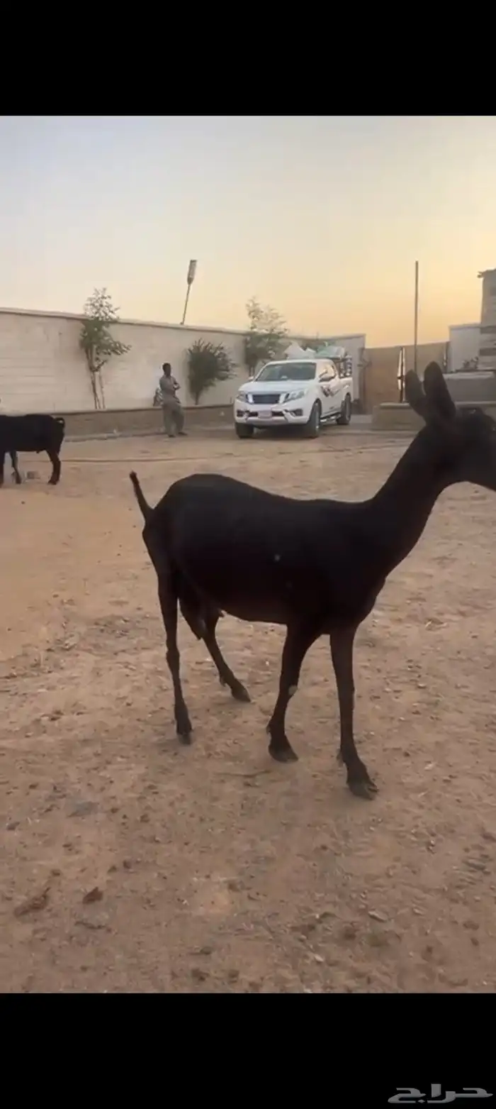 عنز وفحل ميرسياانو للي يدور حليب 3