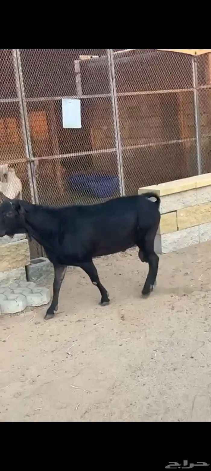 عنز وفحل ميرسياانو للي يدور حليب 9