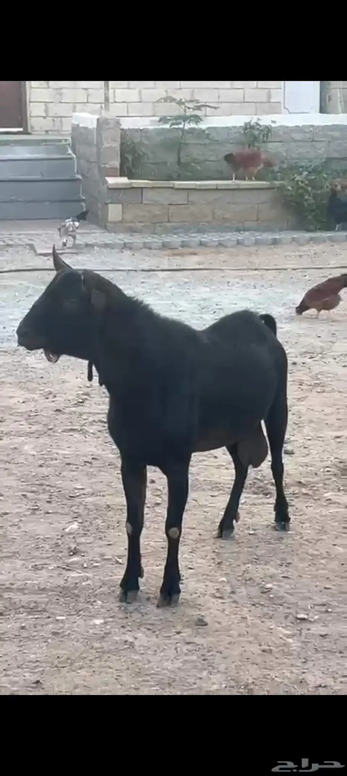 عنز وفحل ميرسياانو للي يدور حليب 7
