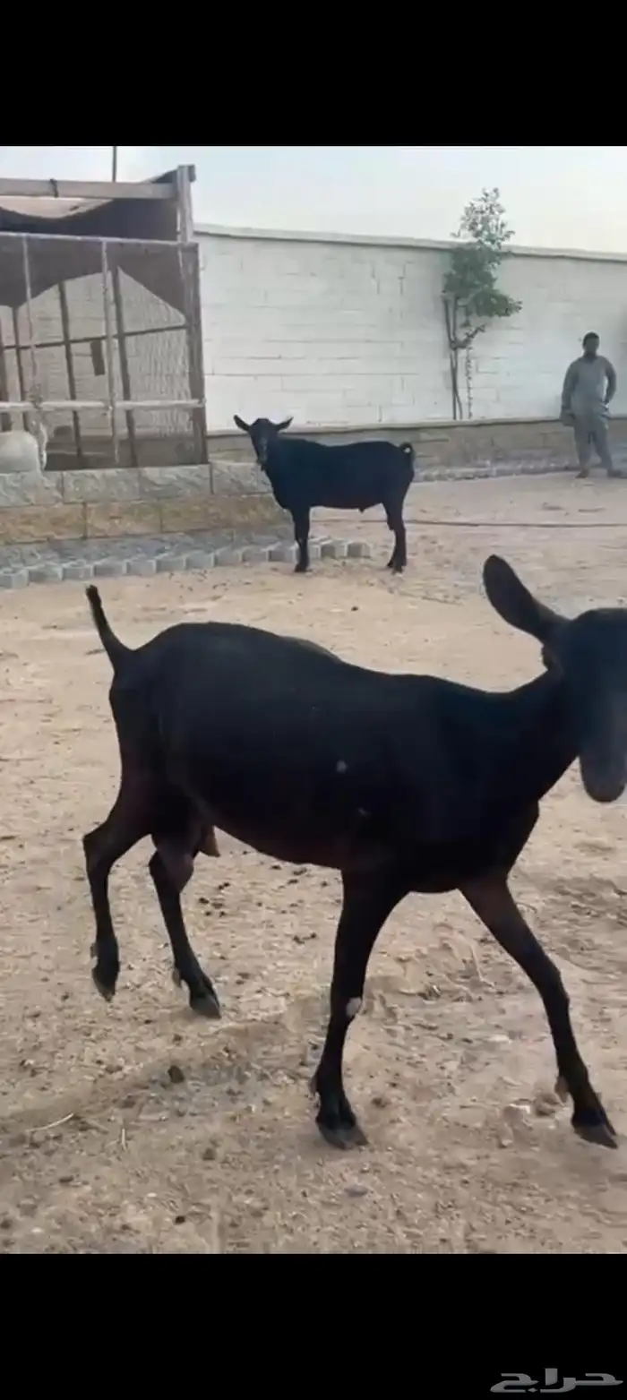 عنز وفحل ميرسياانو للي يدور حليب 4