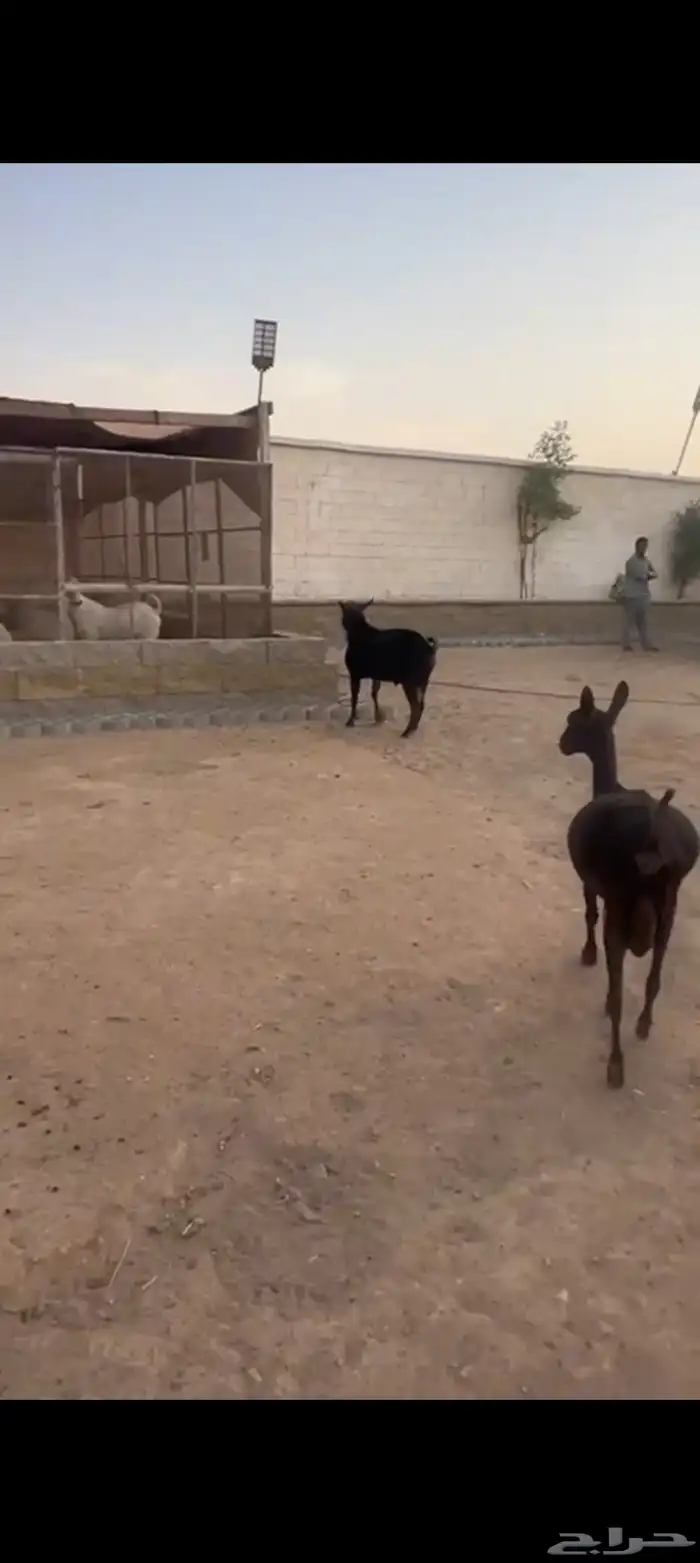 عنز وفحل ميرسياانو للي يدور حليب 5