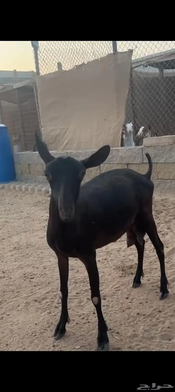 عنز وفحل ميرسياانو للي يدور حليب 0