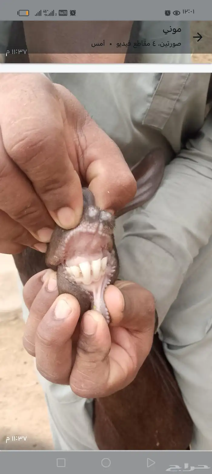 عنز وفحل ميرسياانو للي يدور حليب 11