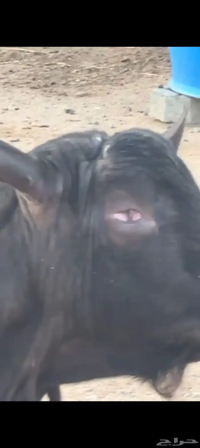 عنز وفحل ميرسياانو للي يدور حليب 10