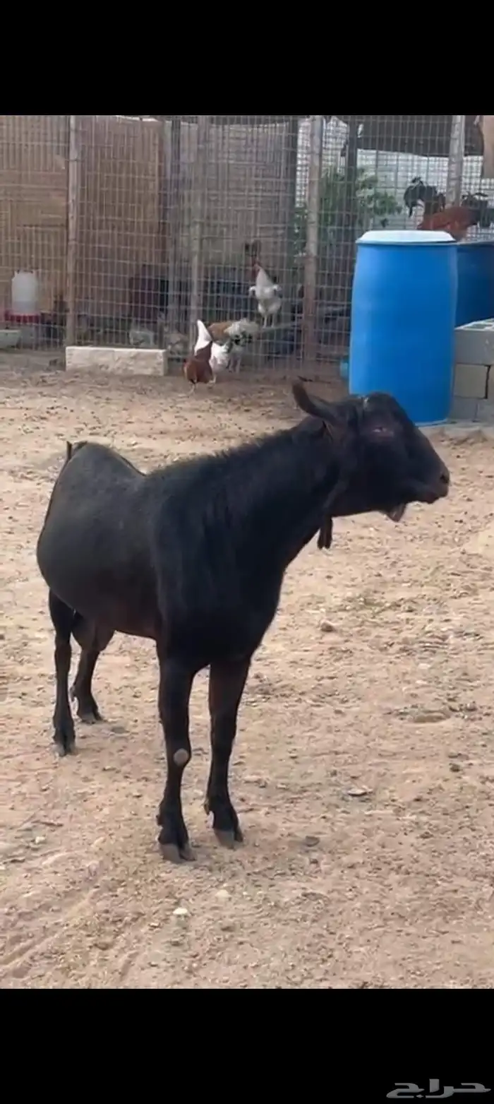 عنز وفحل ميرسياانو للي يدور حليب 6