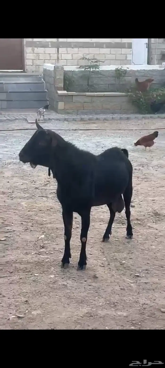 عنز وفحل ميرسياانو للي يدور حليب 8