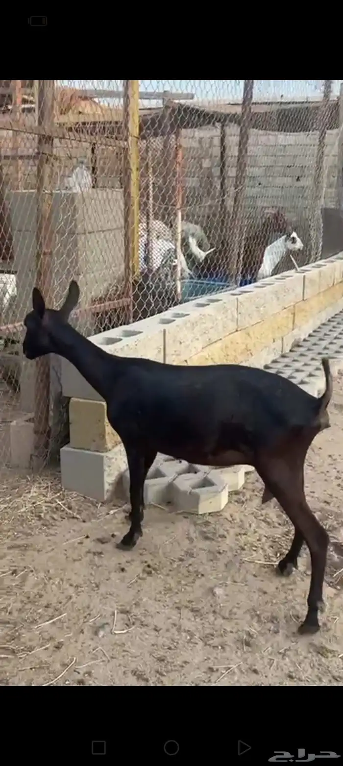 عنز وفحل ميرسياانو للي يدور حليب 2