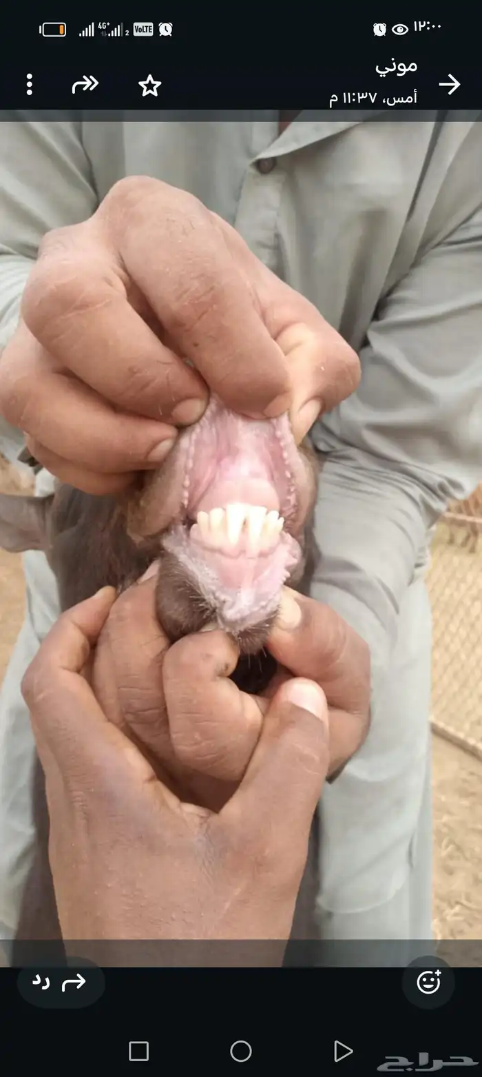 عنز وفحل ميرسياانو للي يدور حليب 12