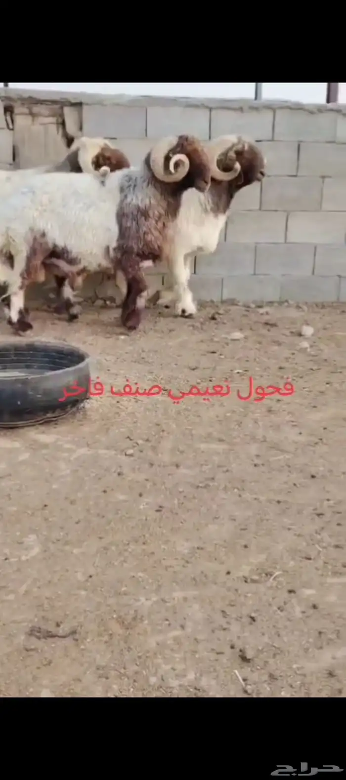 فحول صنف خصم 3