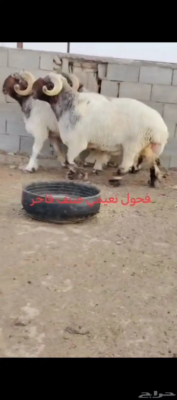فحول صنف خصم 6