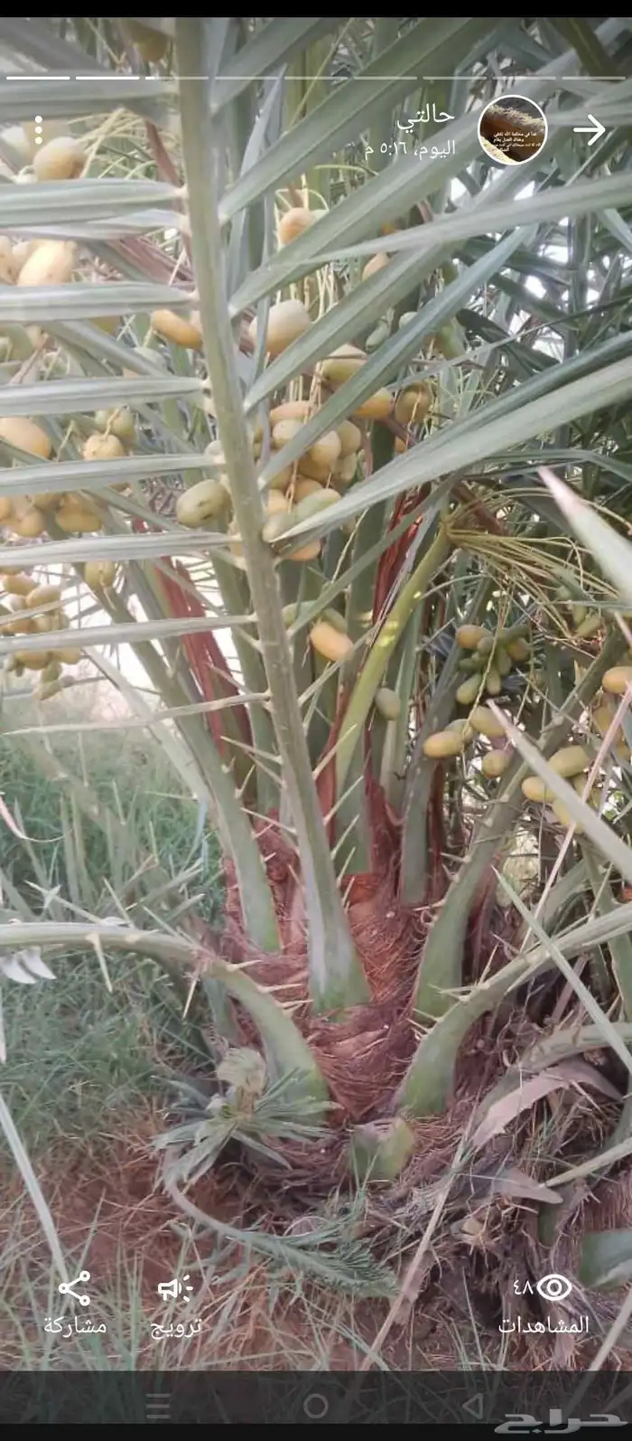 نخل. مثمر فاخر بسعار طيبه 5